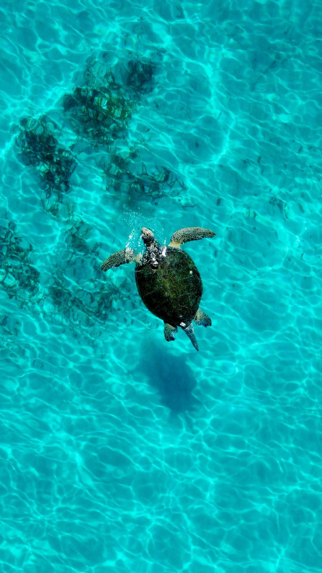 Turtles: The Wildlife You’ll See Fishing in Miami