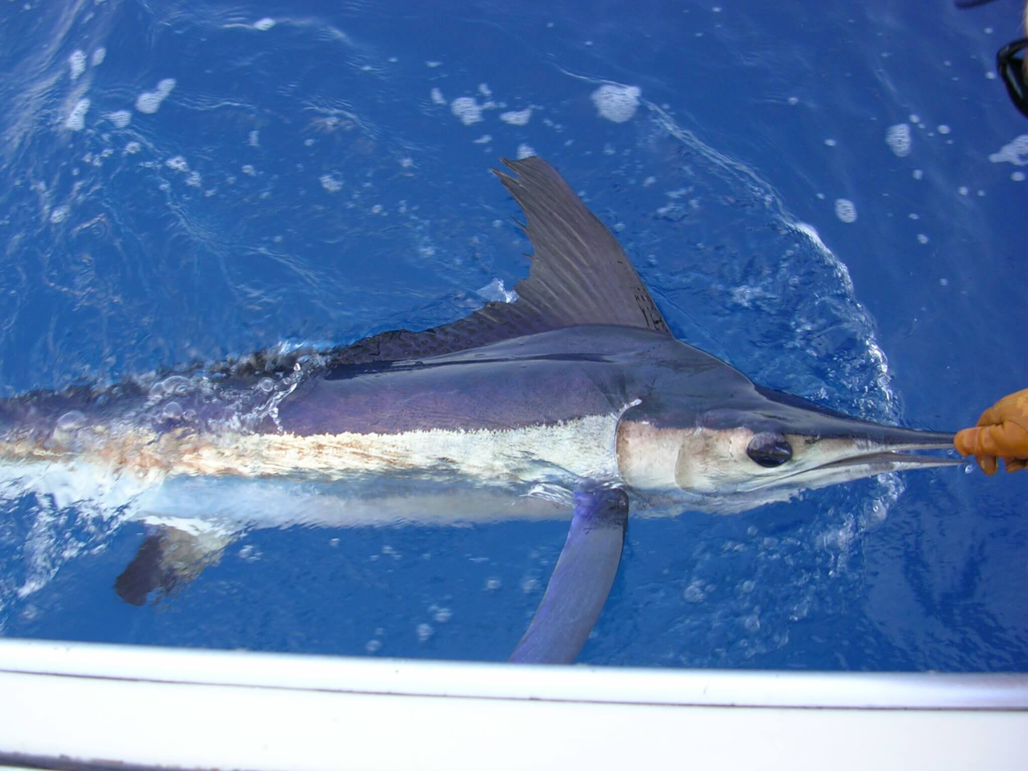 white marlin