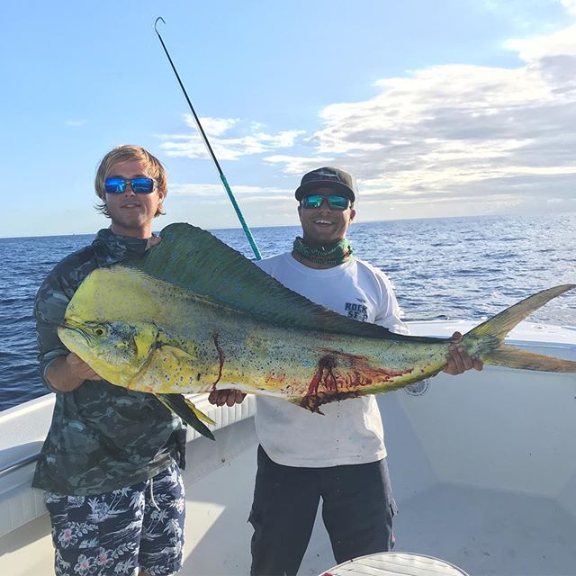 bull dolphin while swordfishing