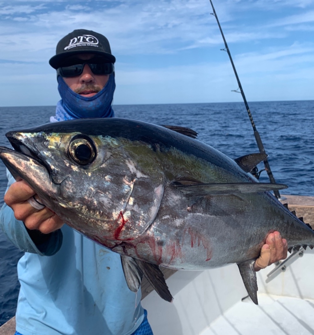 Big Blackfin Tuna