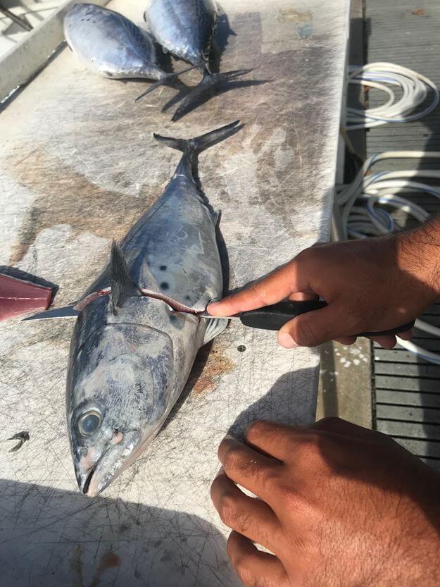 Rigging Bonito Strip Baits - Double Threat Charters