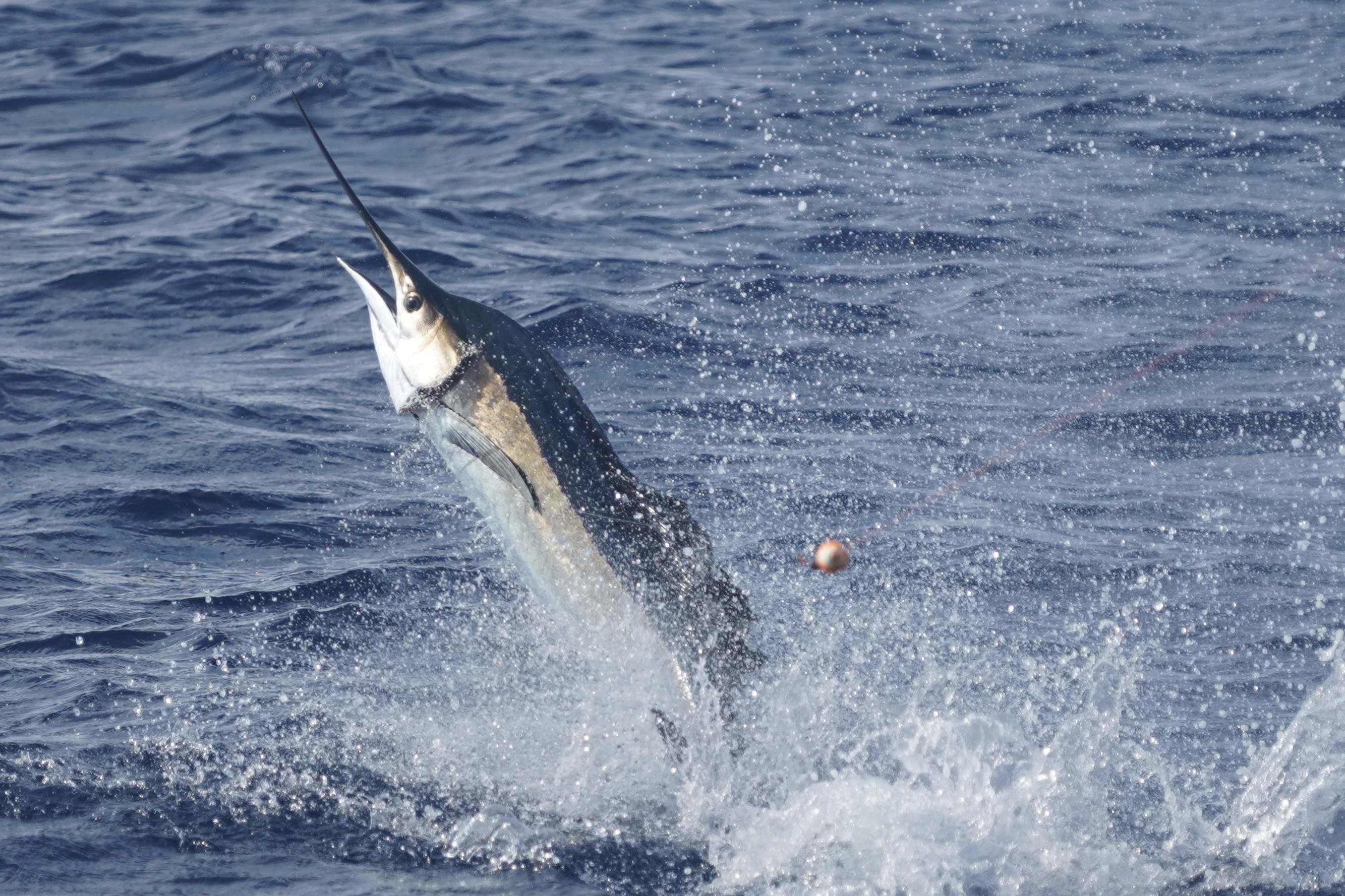 Sailfish Jumping out of water