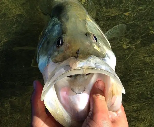 inshore