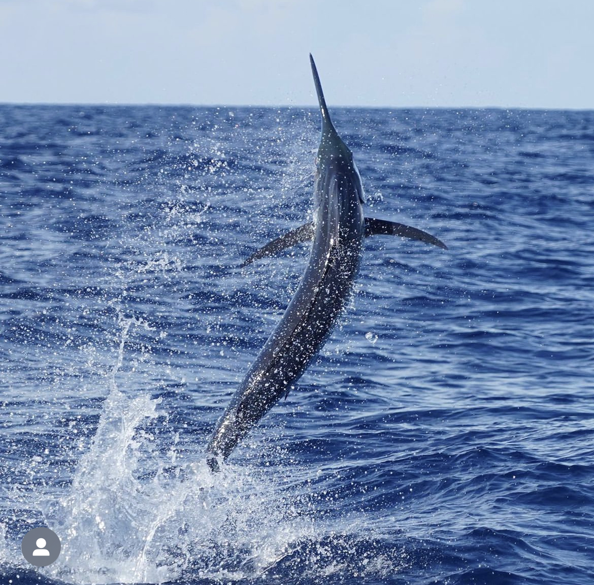 miami blue marlin