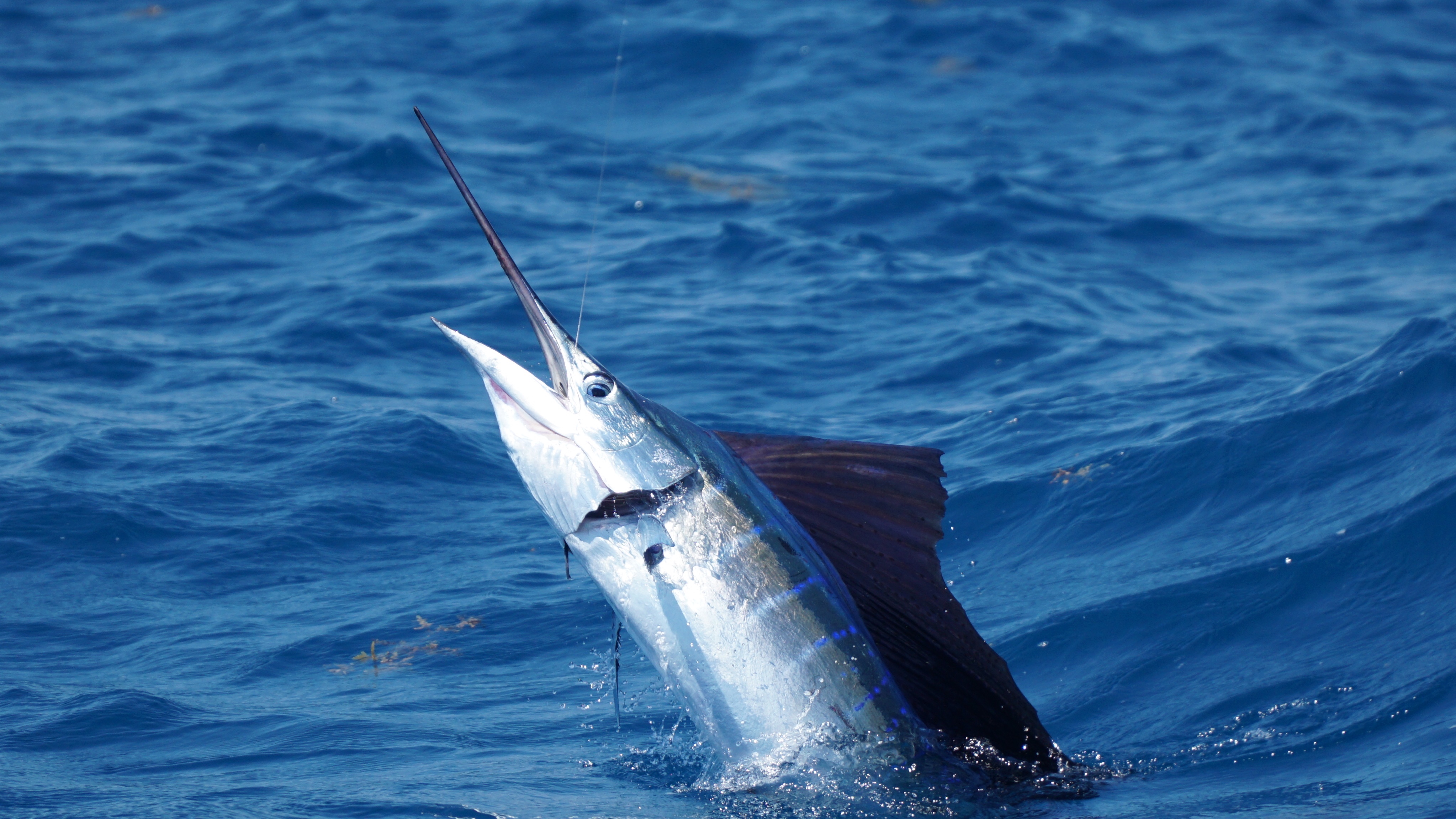 Sailfish jumping out of water