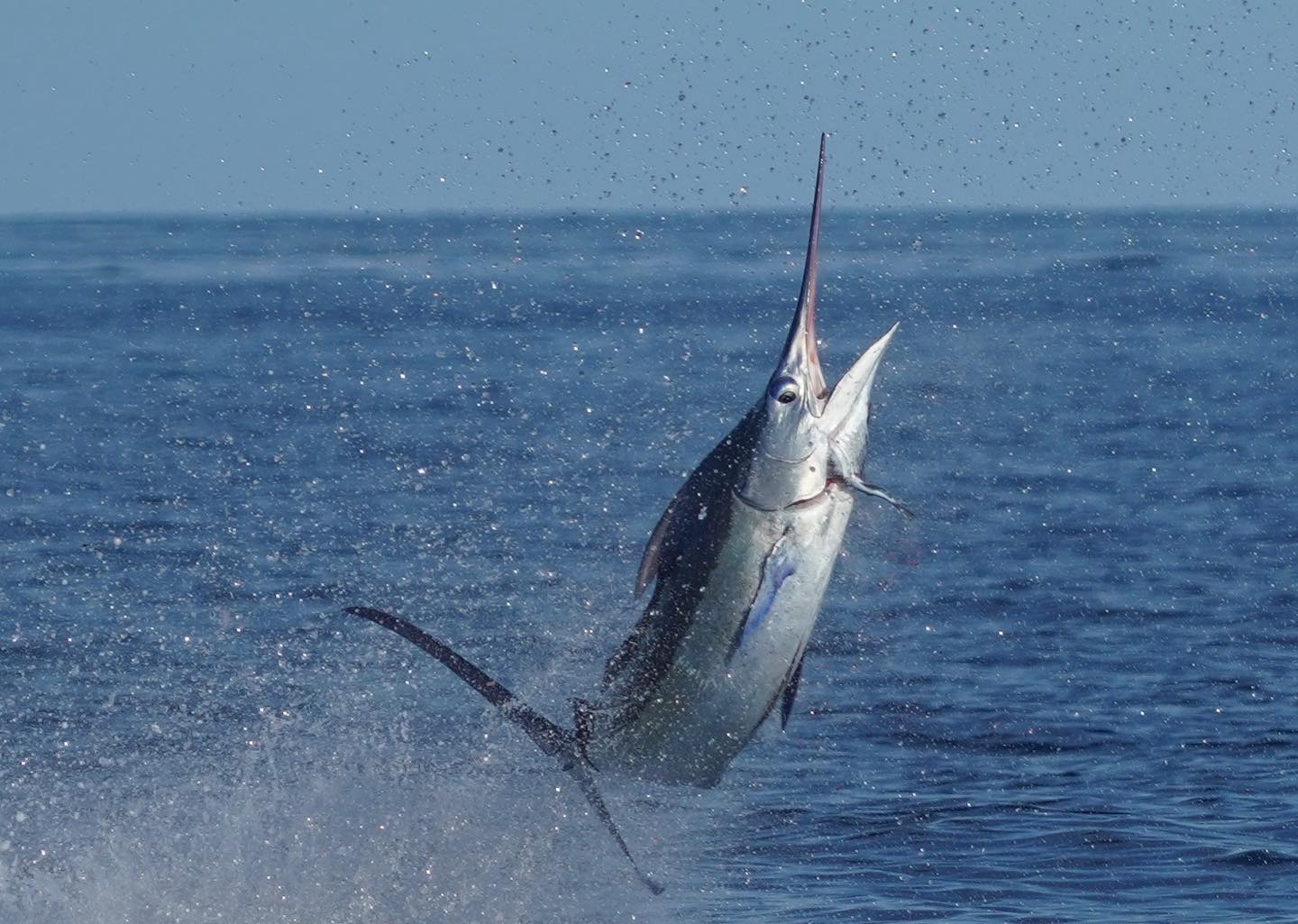 Miami Blue Marlin Jumping