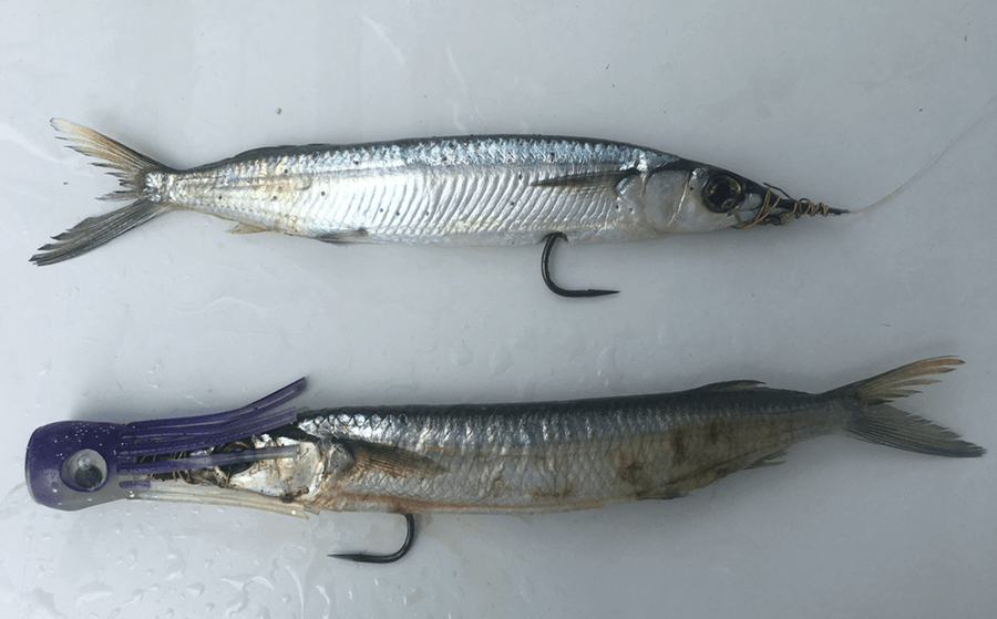 Blackfin Tuna Fishing Basics - Double Threat Charters