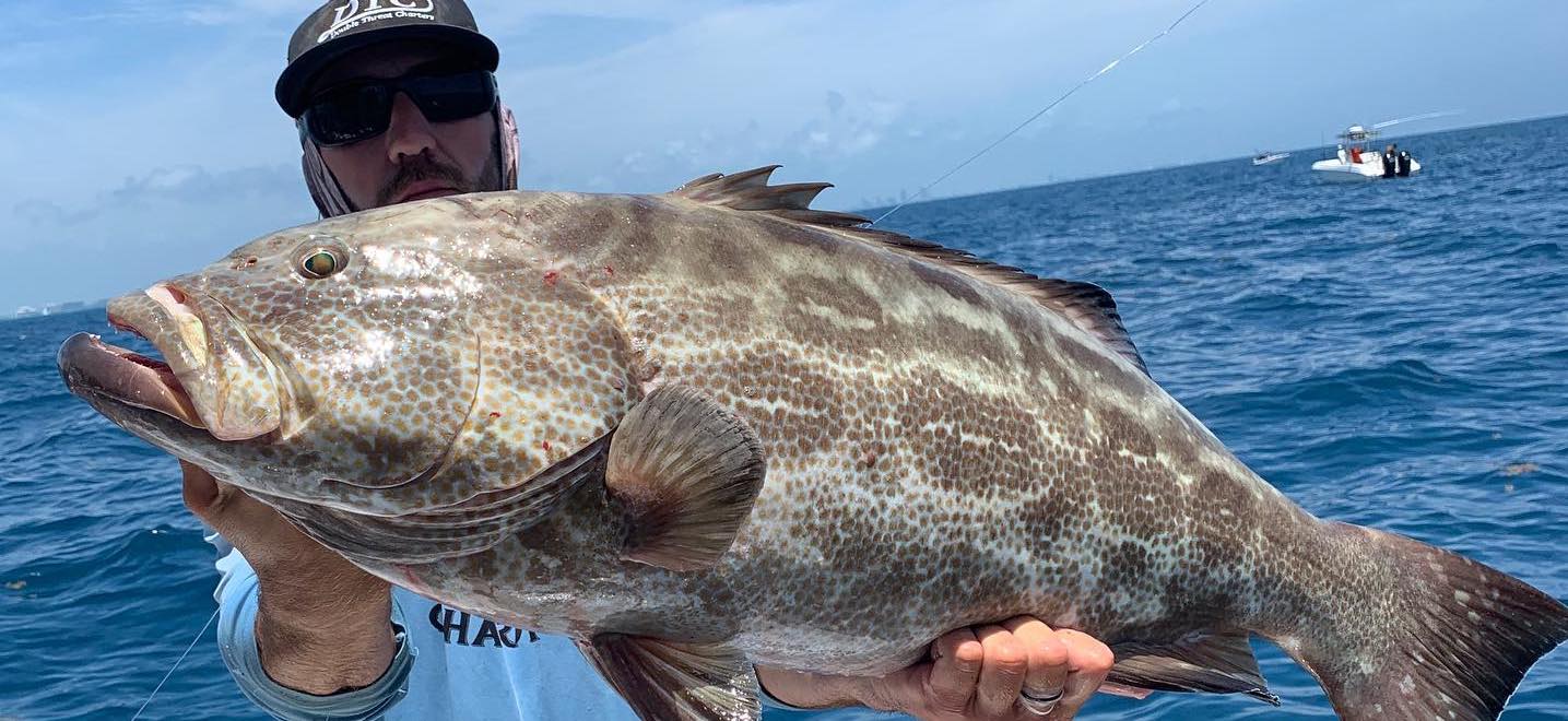 key west black grouper