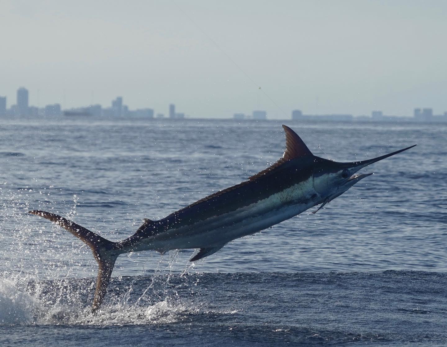 Blue Marlin off Miami Double Threat Charters