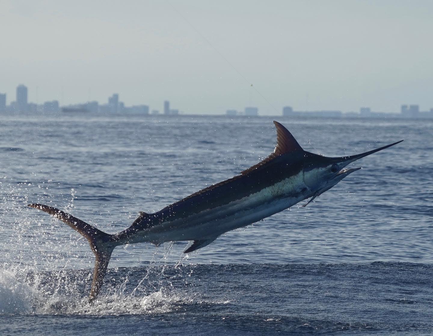 Blue Marlin off Miami - Double Threat Charters