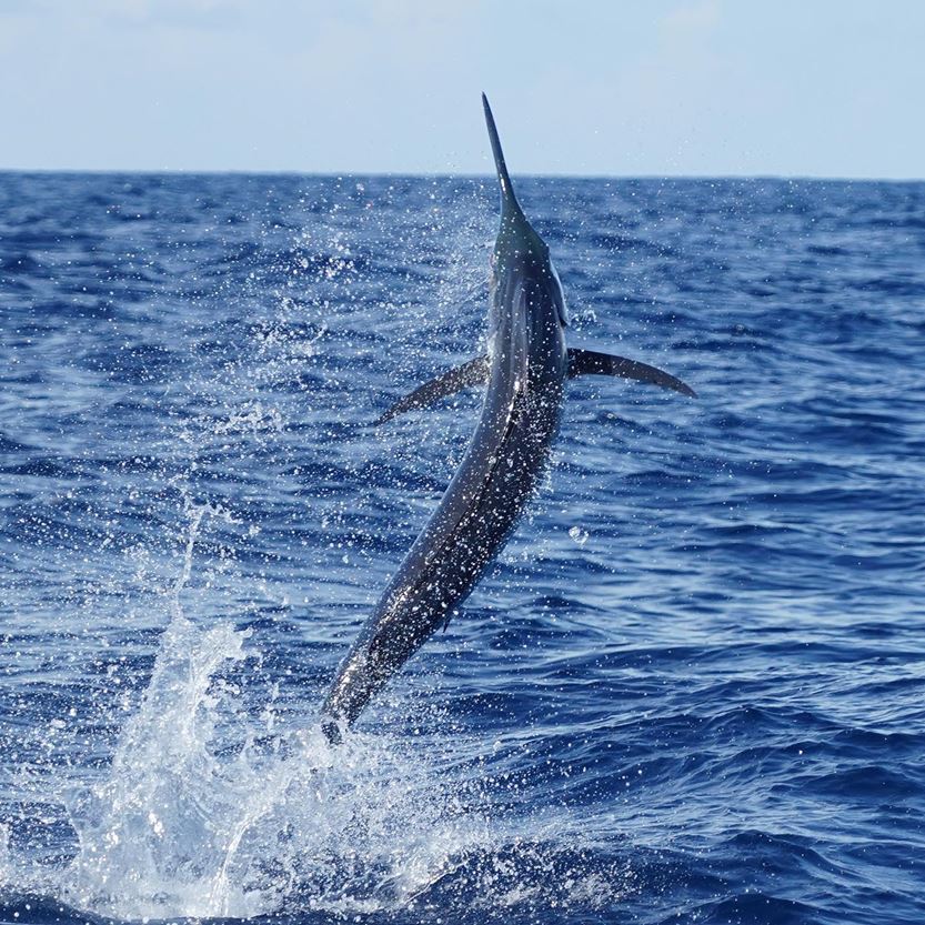 miami blue marlin jumping