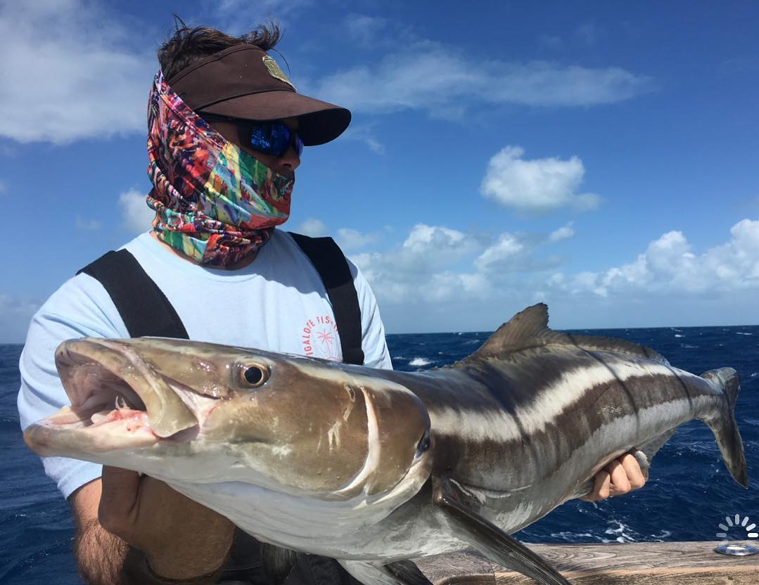 cobia fishing miami