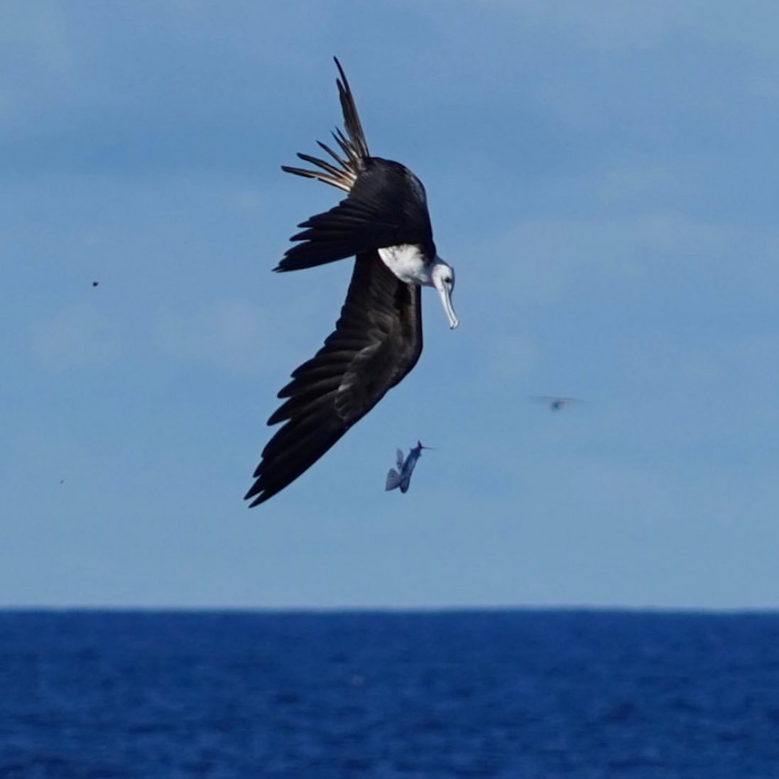 frigate bird diving