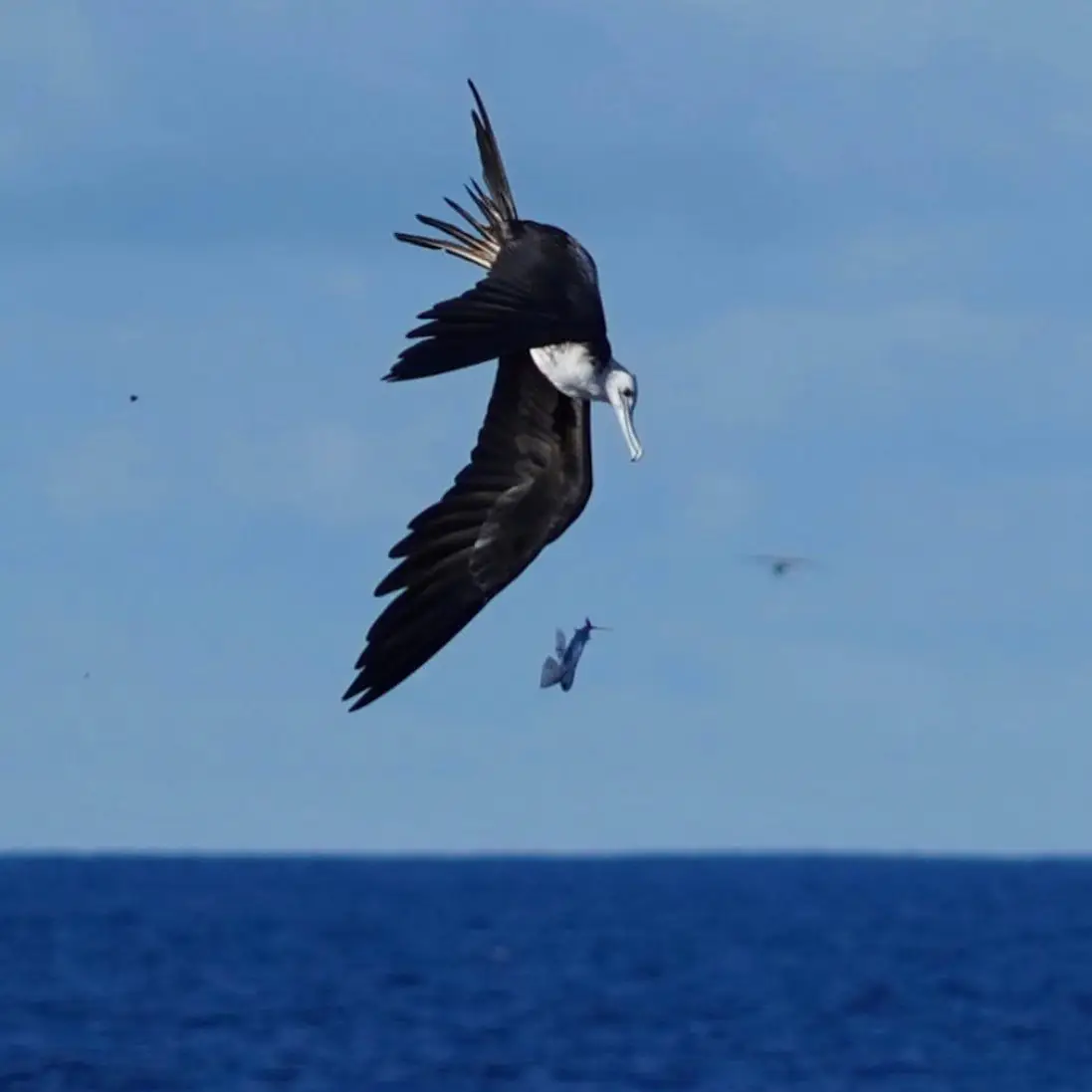 frigate bird diving