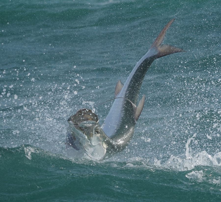 inverted tarpon