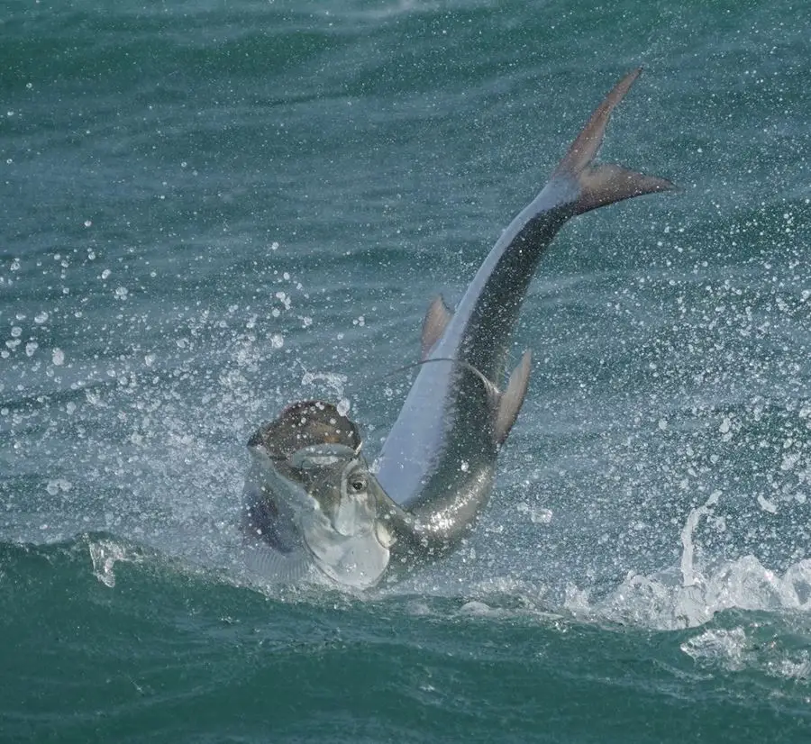 inverted tarpon