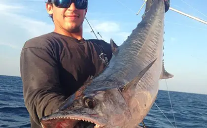 Kingfish
