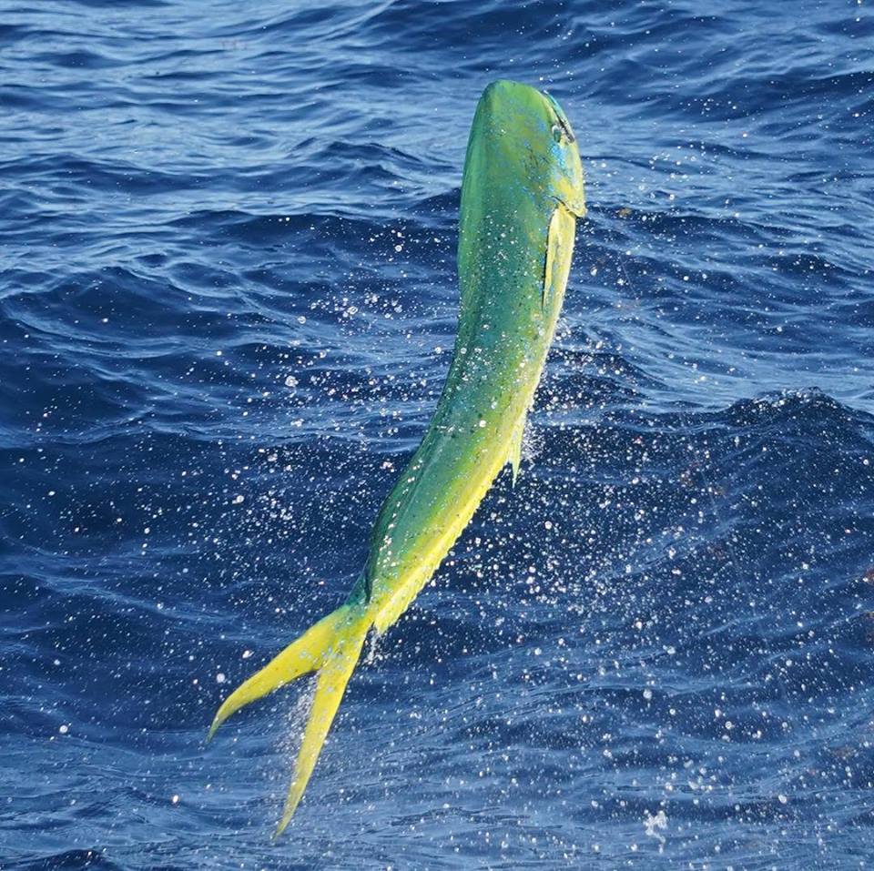 Sight Fishing for Sailfish, Mahi, and More - Double Threat Charters