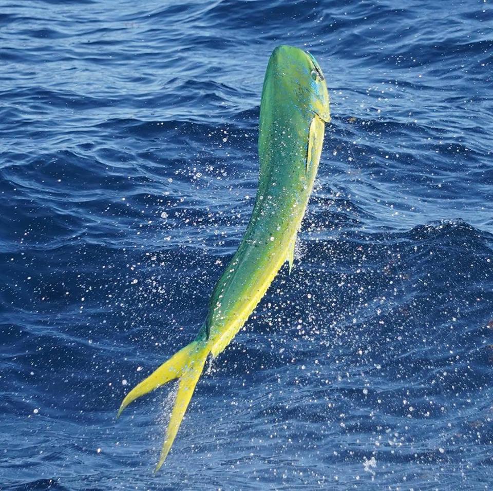 Essential Guide To Catching Mahi Mahi: Best Lures And Techniques 