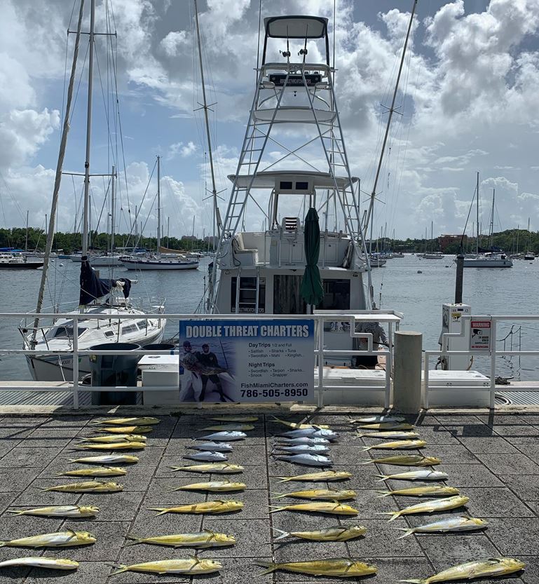 big school of dolphin on the dock