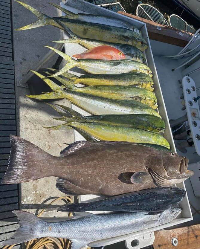 fillet table with dolphin and grouper