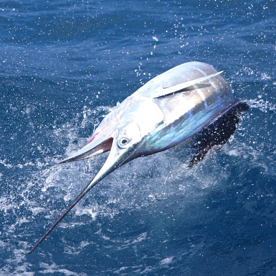 High quality sailfish photo