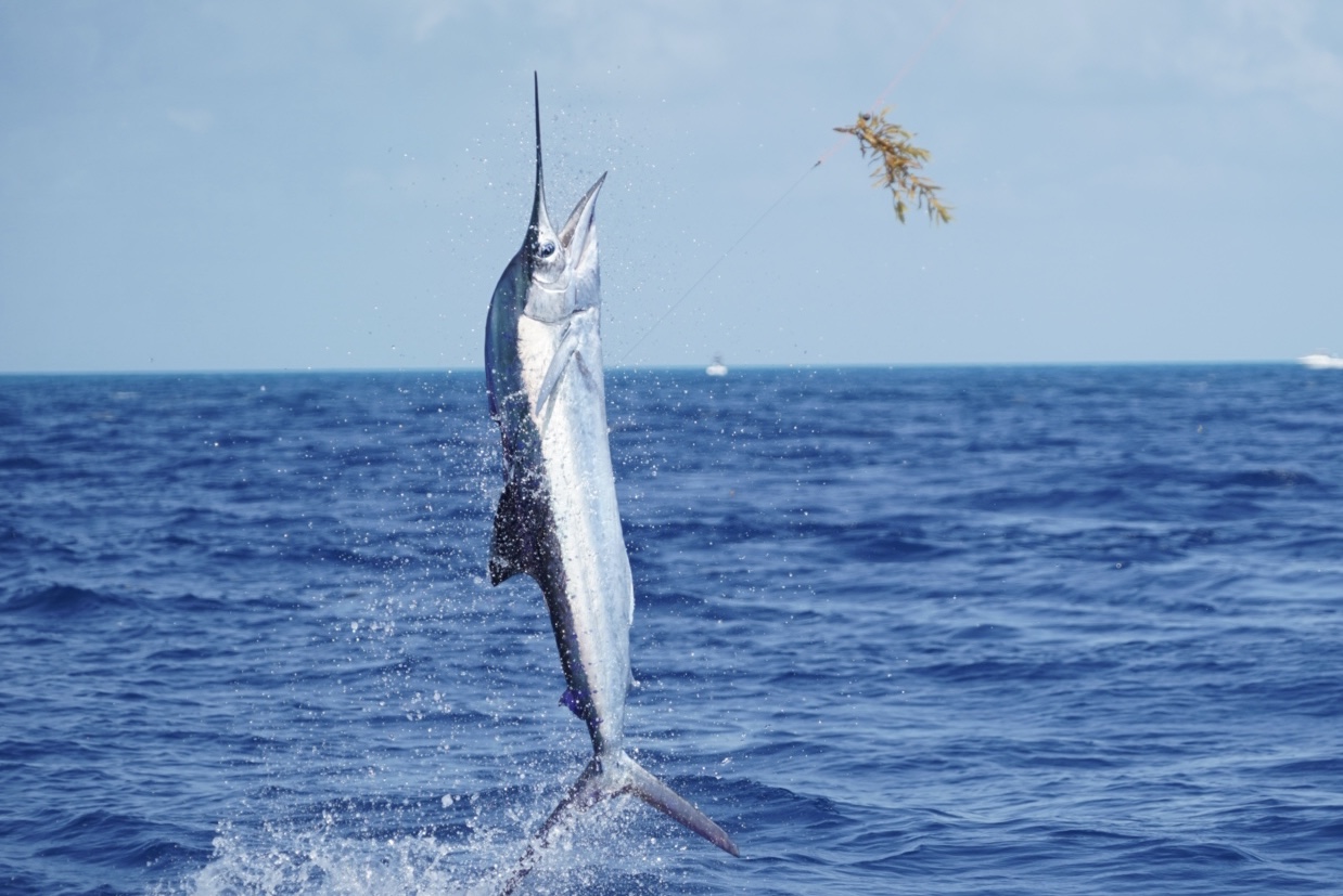 sailfish jumping off Miami