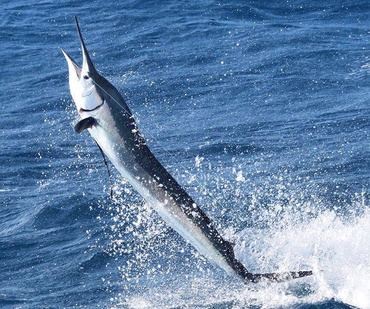 jumping sailfish