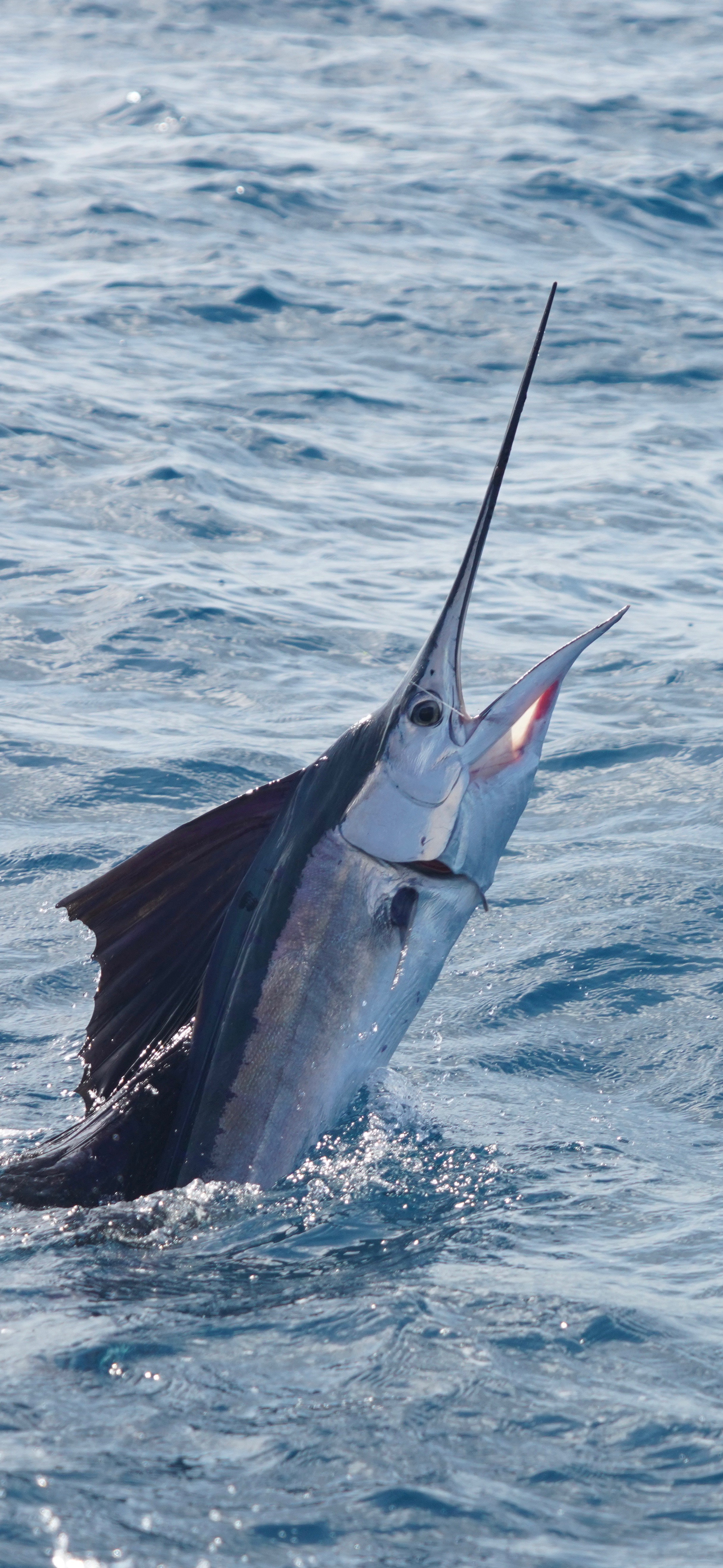 sailfish caught while kite fishing