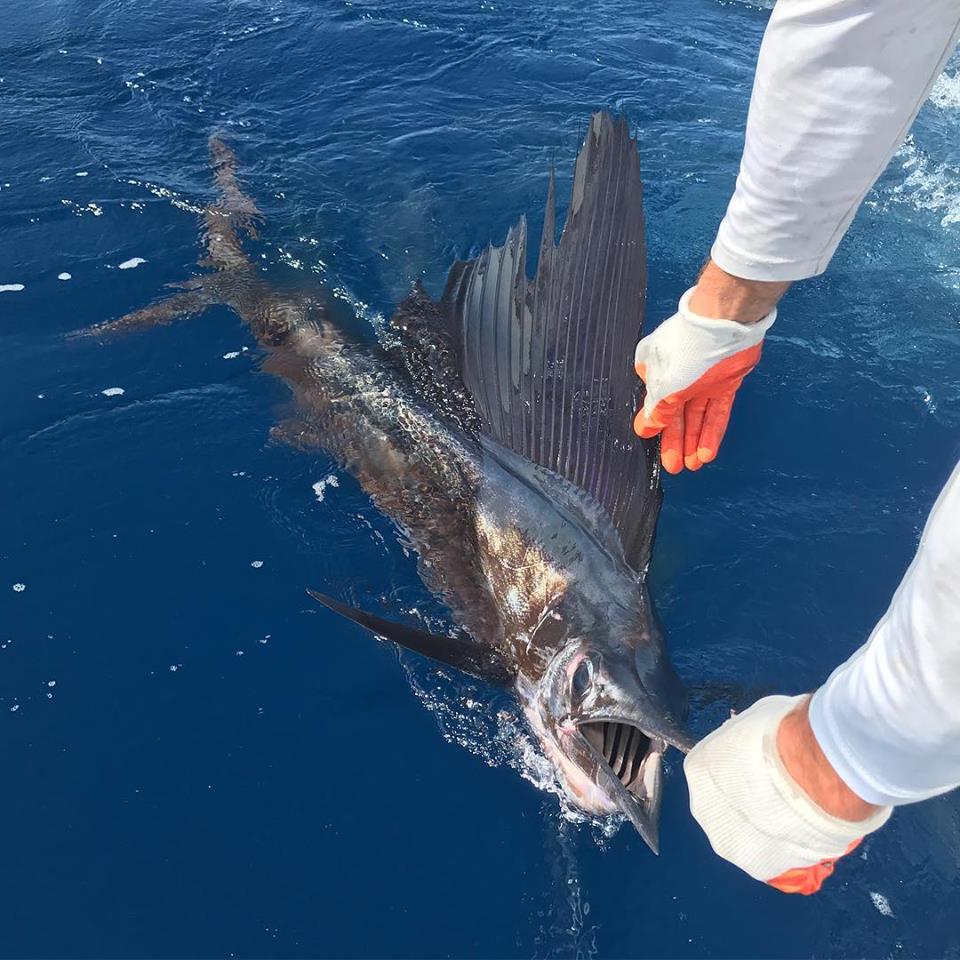 reviving a sailfish