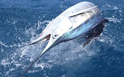 Sailfish