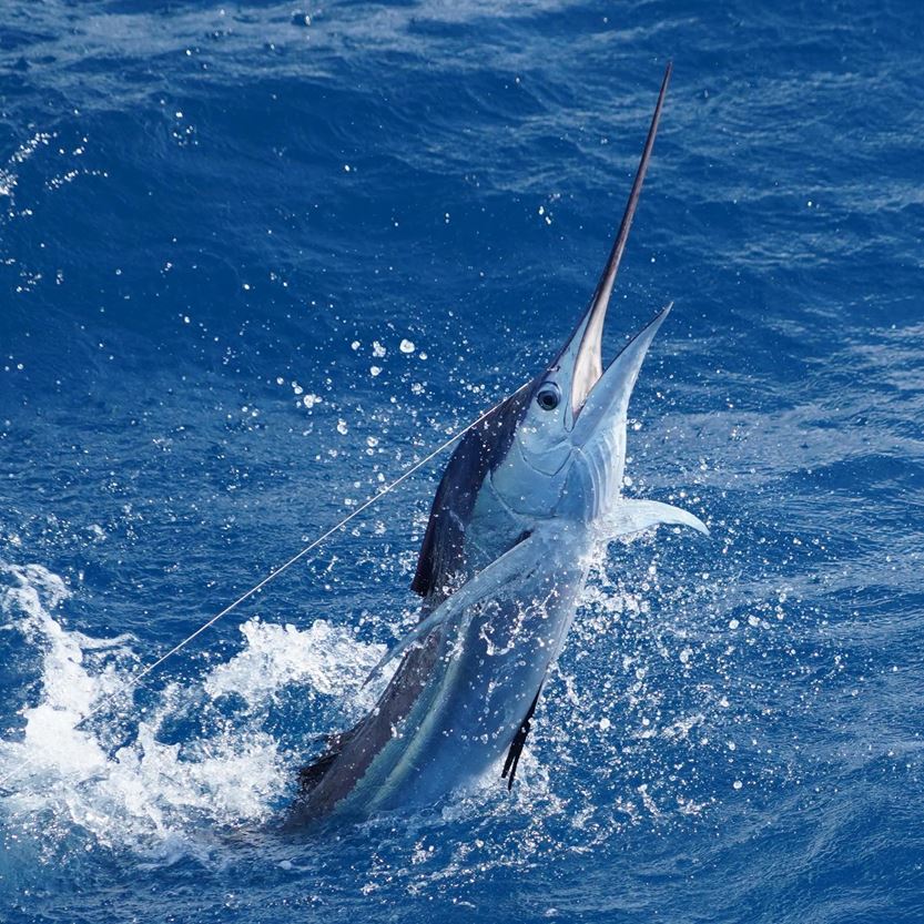 sailfish jumping miami