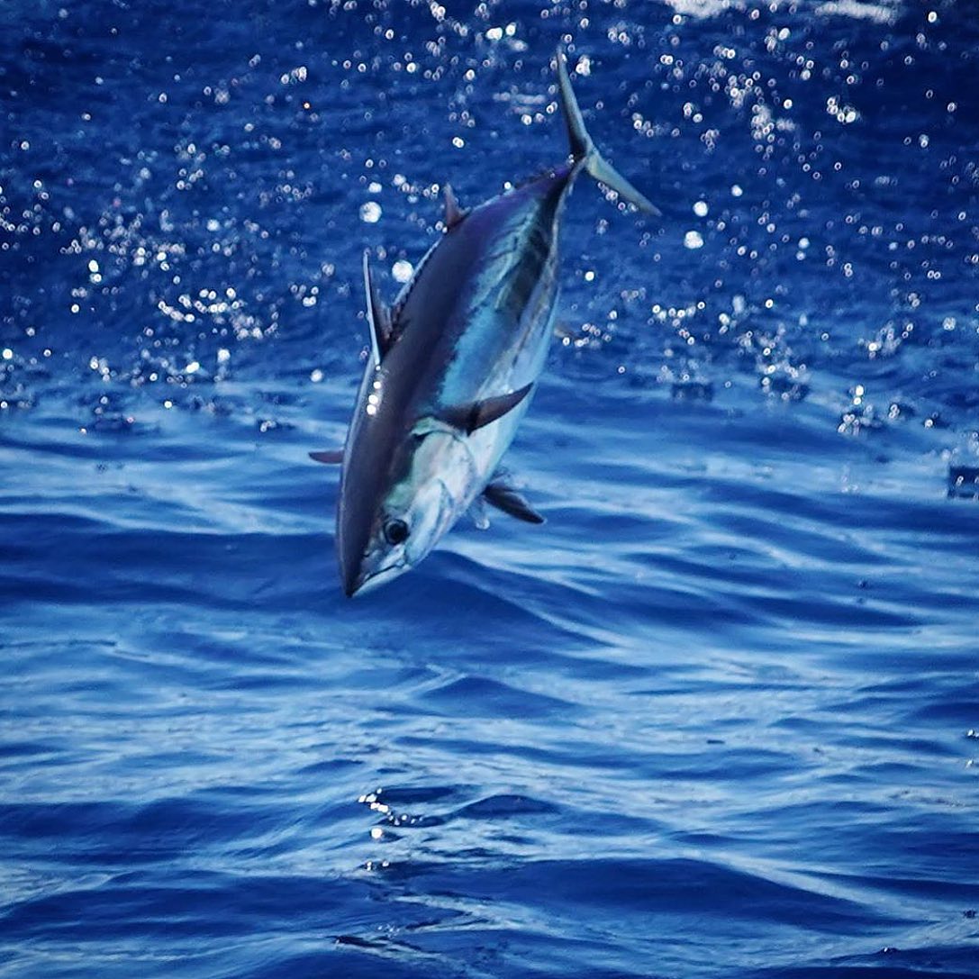 jumping skipjack tuna