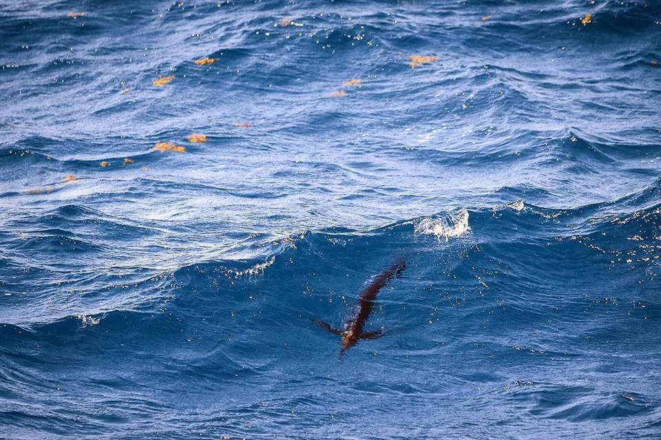 tailing sailfish