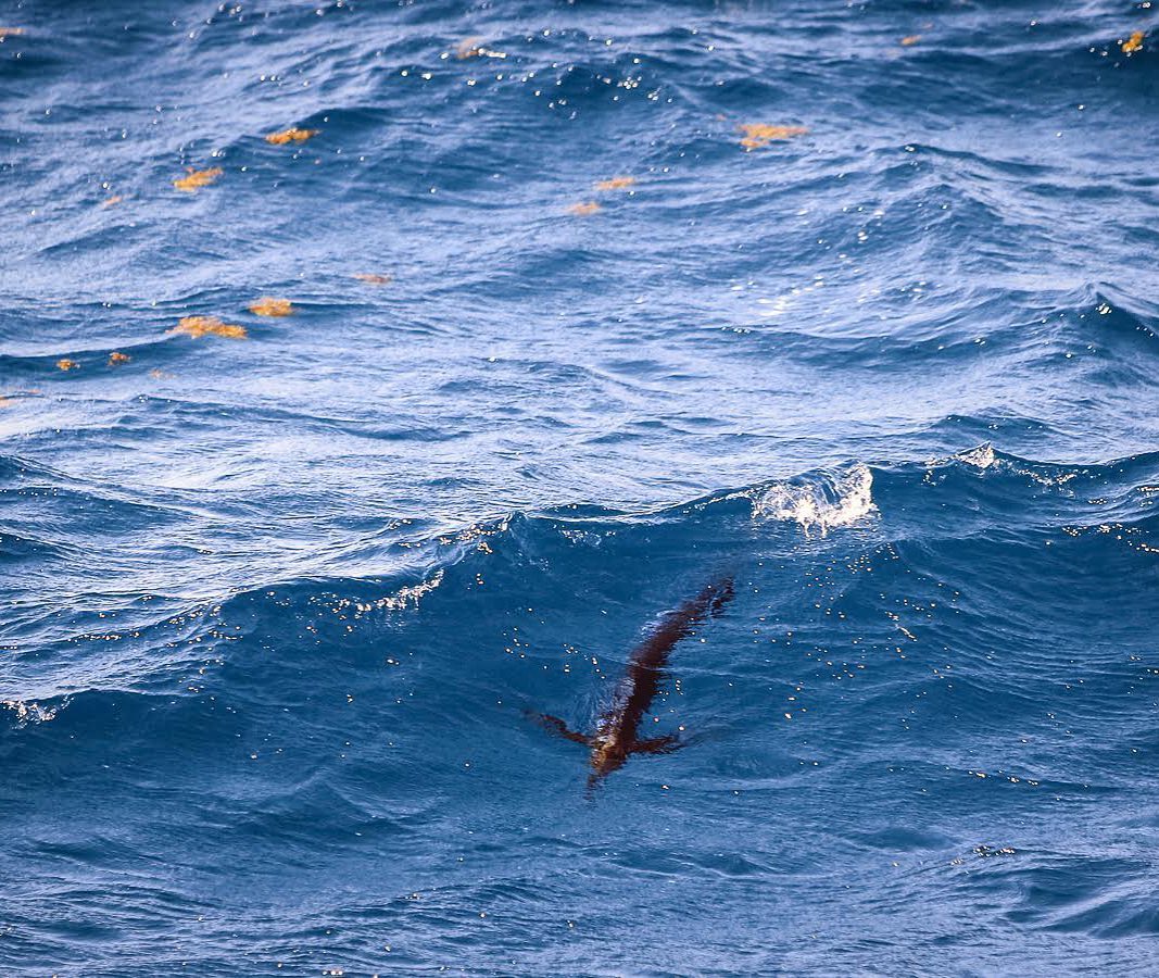 tailing sailfish