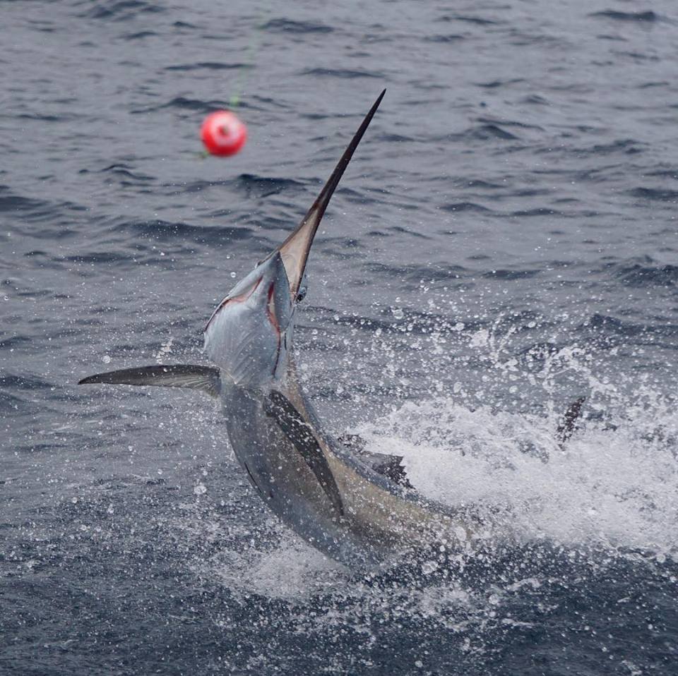 greyhounding sailfish