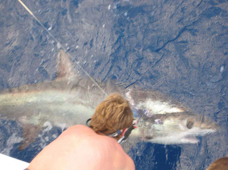 thresher shark big eye