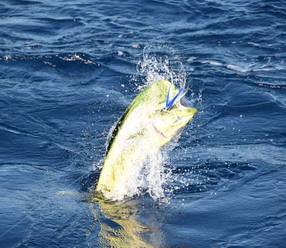 Big Dorado Jumping