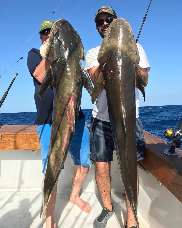 Cobia off Miami