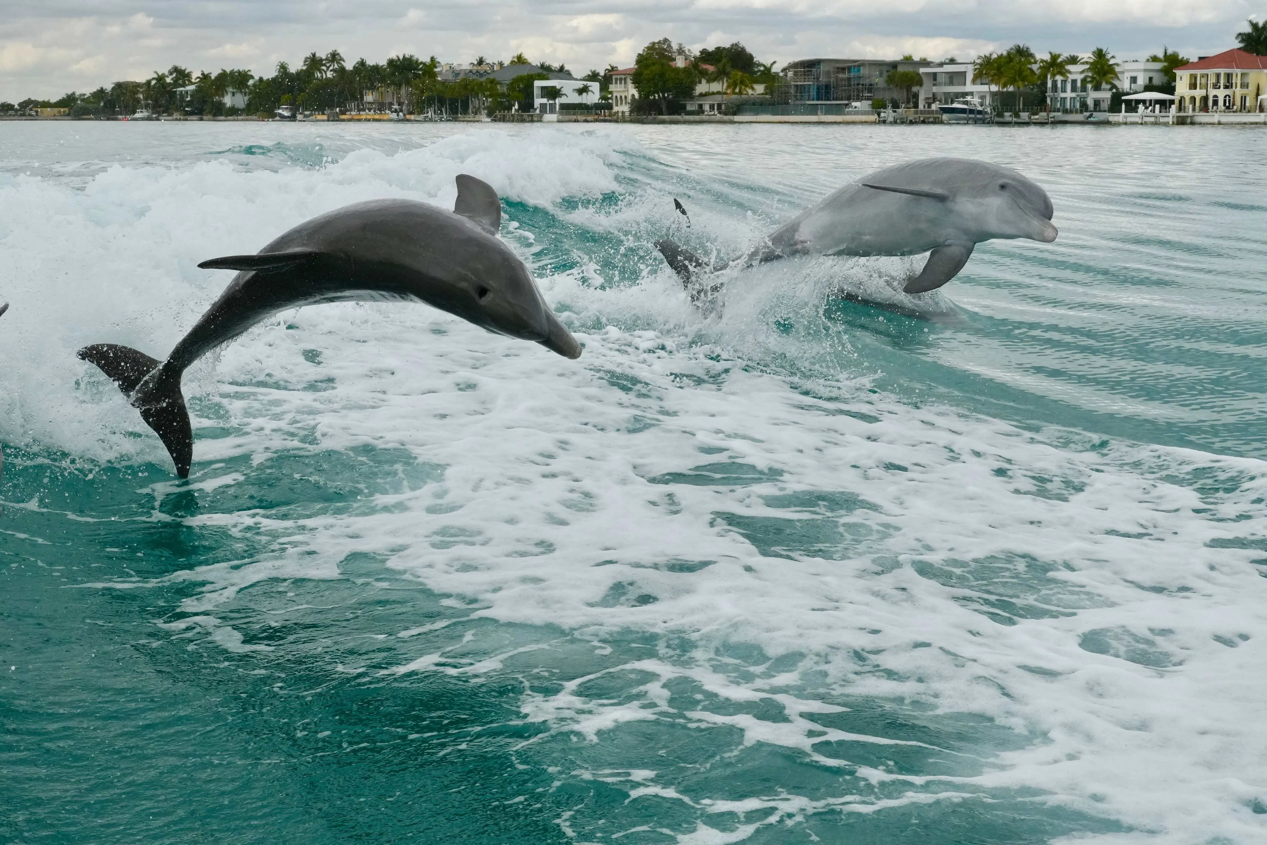 Dolphin, Turtles, and Seabirds: The Wildlife You’ll See Fishing in Miami