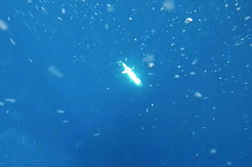 Blackfin Tuna fishing in South Florida