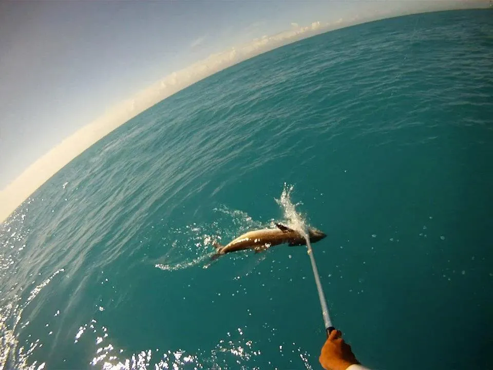Catching Cobia in Miami