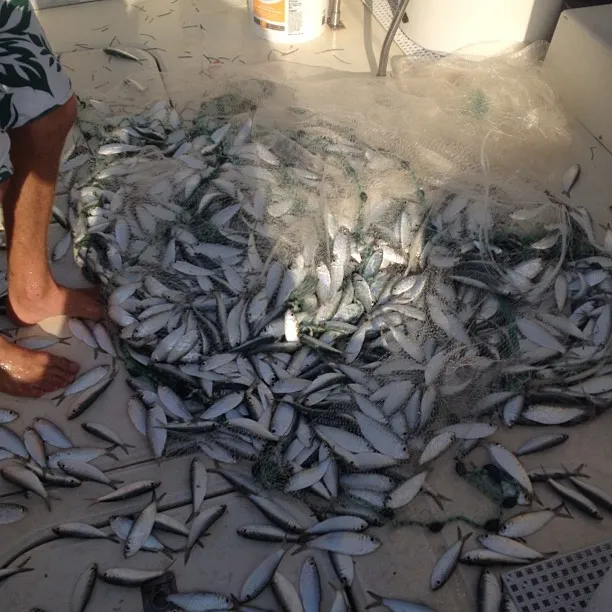 Winter Sailfishing off Miami- Epic Bite