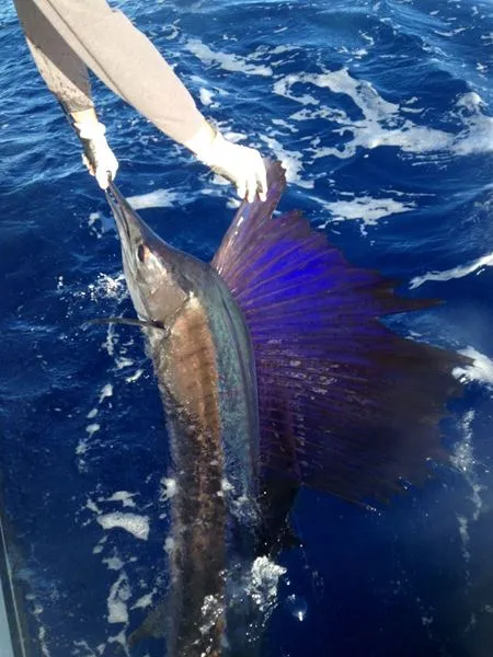 Sailfishing Charters in Miami