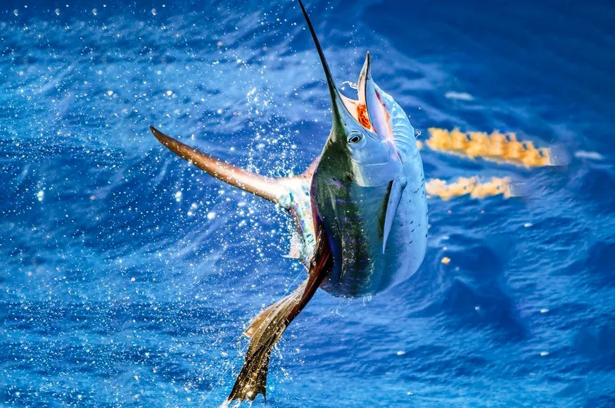 February Fishing in Miami