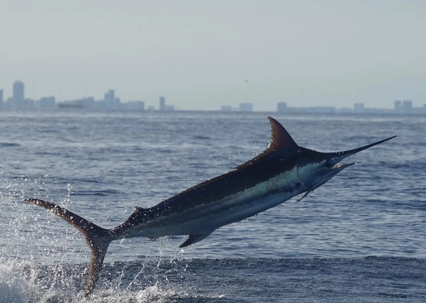 How Much is a Fishing Charter in Miami?