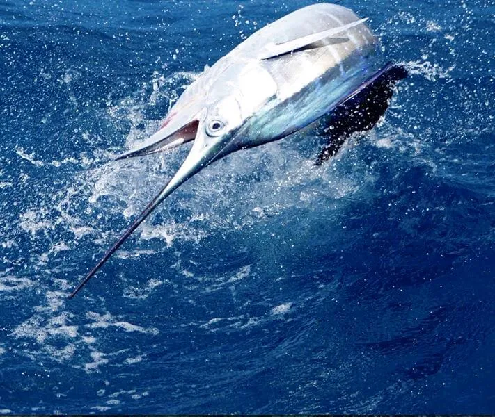 Winter Fishing for Sailfish, Dolphin, and more