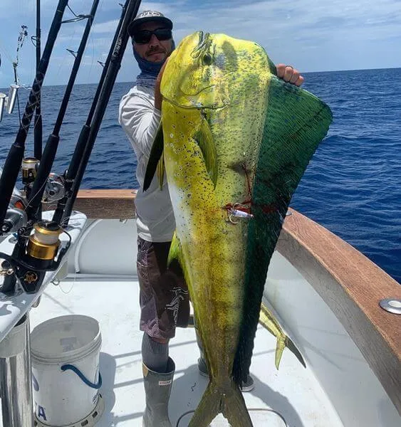 Dolphin Fishing Miami