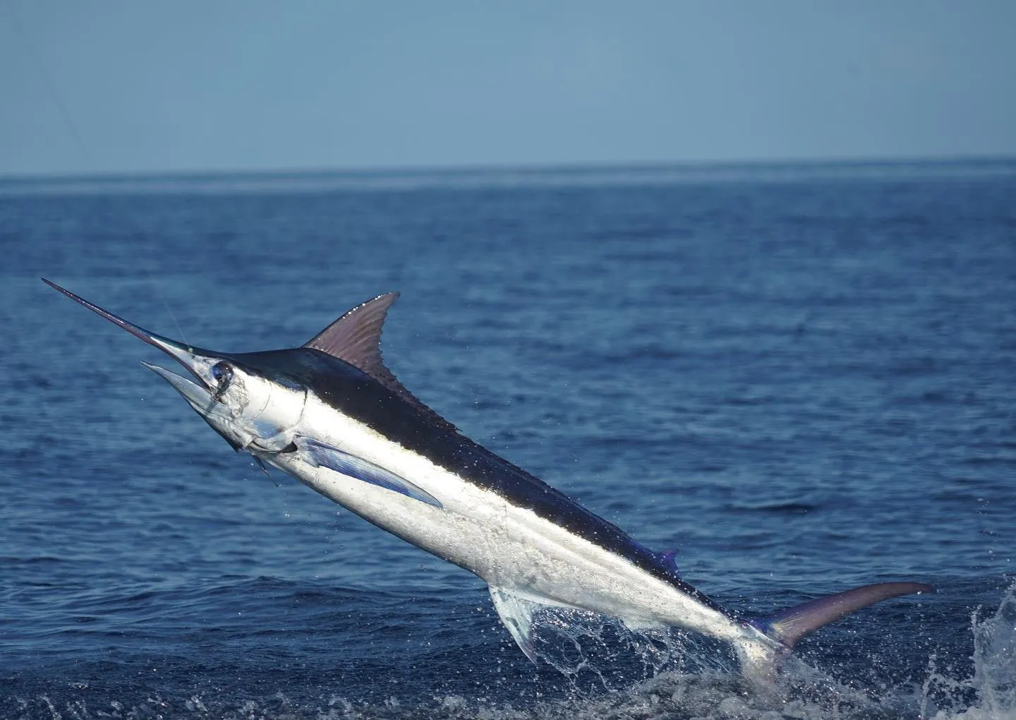 Blue Marlin off Miami