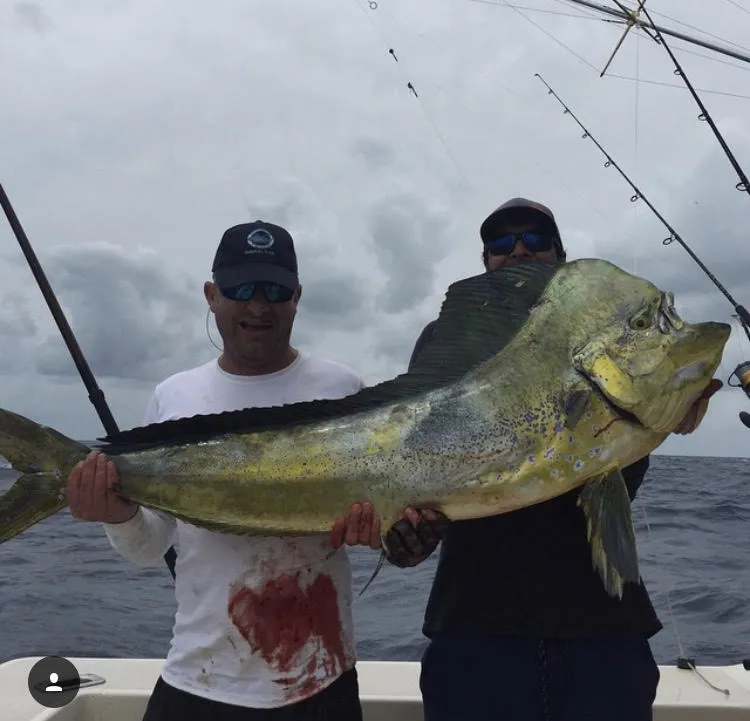 Live Baiting Mahi